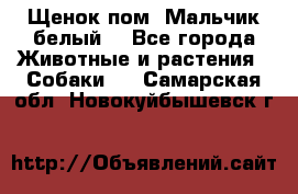 Щенок пом. Мальчик белый  - Все города Животные и растения » Собаки   . Самарская обл.,Новокуйбышевск г.